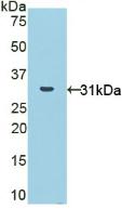 51149