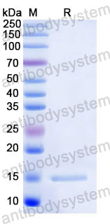 Валидация SDS-PAGE - AntibodySystem RHD48401