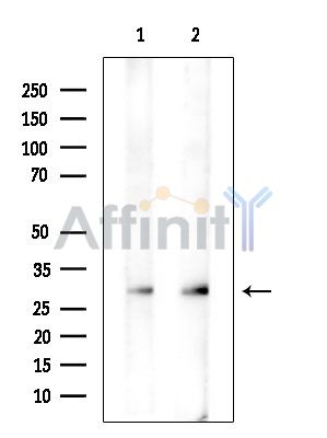 Валидация Affinity DF14229 - 10073