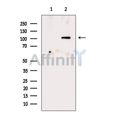 Валидация Affinity DF7681 - 19451