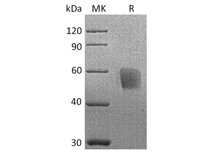 Валидация Elabscience PKSQ050020(5393)