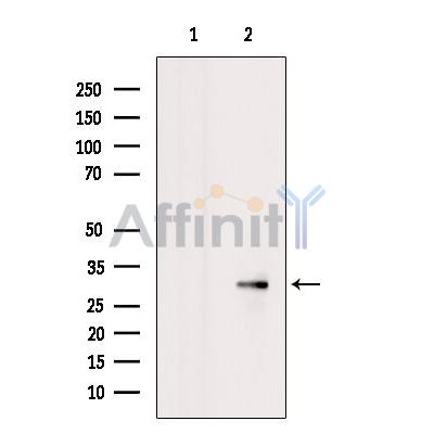 Валидация Affinity DF7791 - 19606
