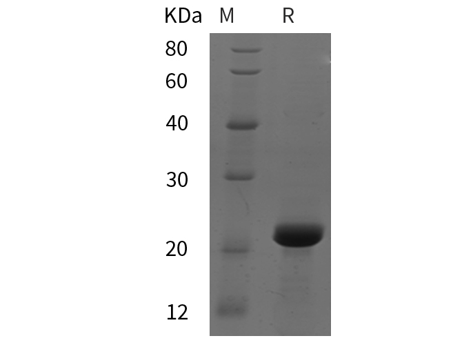 Валидация Elabscience PDEM100277(607)