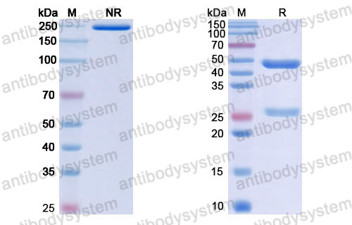 Валидация SDS-PAGE - AntibodySystem RHJ92812