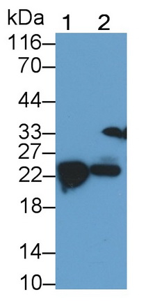 39646