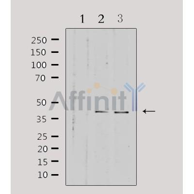 Валидация Affinity DF3653 - 14641