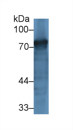 13099
