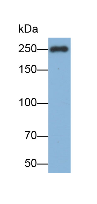 32864