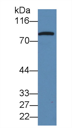 64223