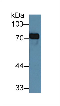 53335
