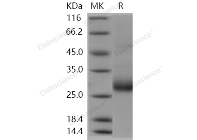 Валидация Elabscience PKSH031027(1835)