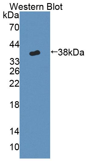 59324