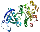 Discoidin Domain Receptor Family, Member 2 (DDR2)