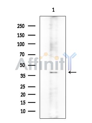Валидация Affinity DF2637 - 13325