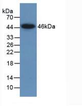 2165