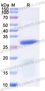 Валидация AntibodySystem YHC27501