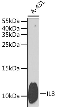 Валидация Elabscience E-AB-60717