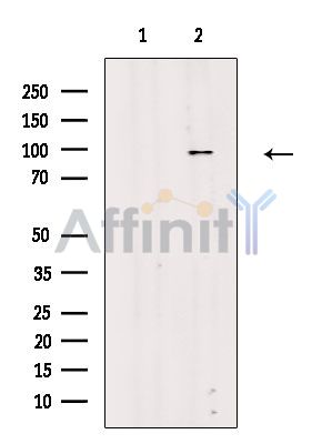 Валидация Affinity DF2647 - 13339