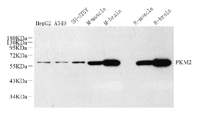 Валидация Elabscience E-AB-70274