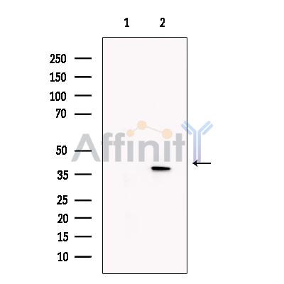 Валидация Affinity DF13602 - 9097