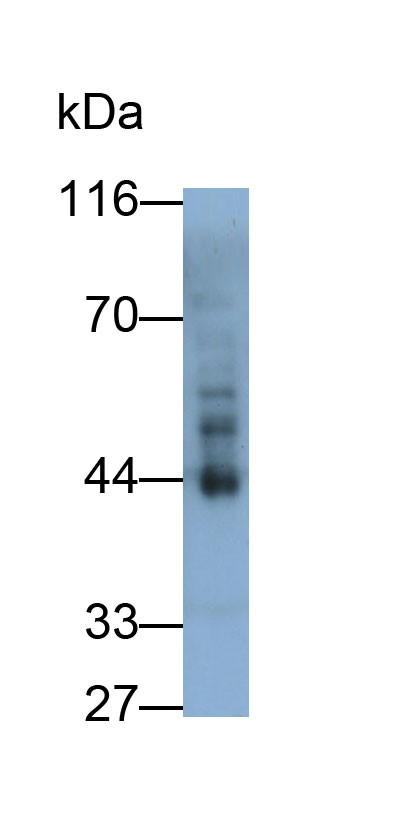 36255