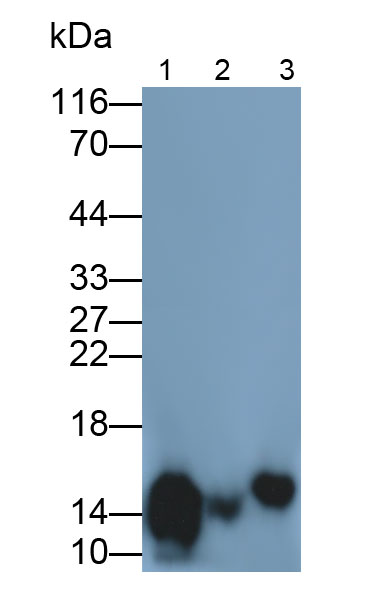 31825