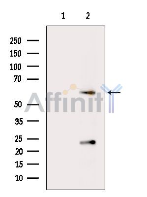 Валидация Affinity DF16020 - 12562
