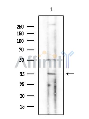 Валидация Affinity DF15413 - 11736