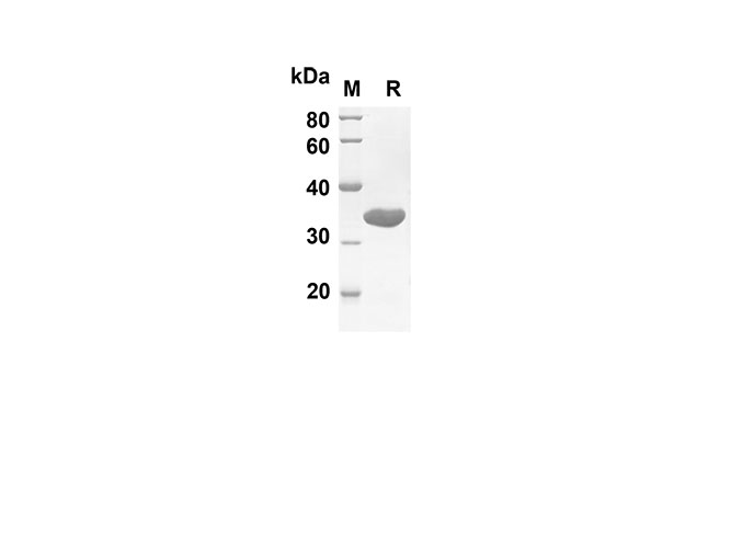 Валидация Elabscience PDER100114(665)