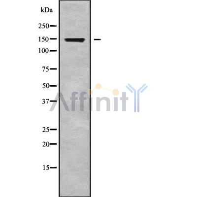 Валидация Affinity DF9848 - 22757