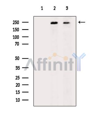Валидация Affinity DF9842 - 22745
