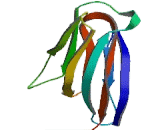 Nucleophosmin (NPM)