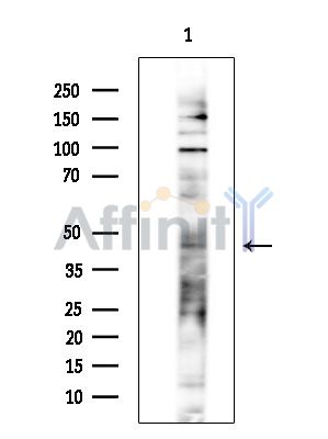 Валидация Affinity DF14333 - 10232