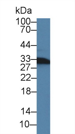 10029