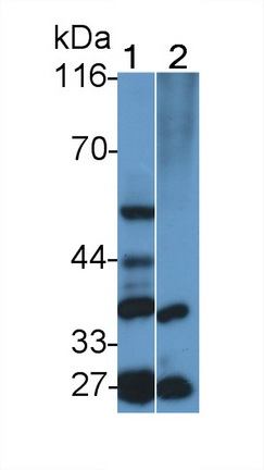 23067
