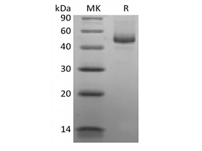 Валидация Elabscience PKSH033858(4093)