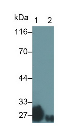 8982