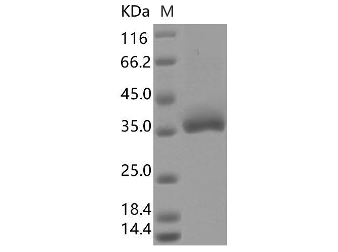 Валидация Elabscience PKSV030420(6145)