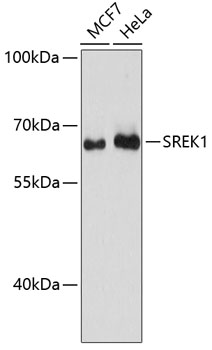Валидация Elabscience E-AB-64511