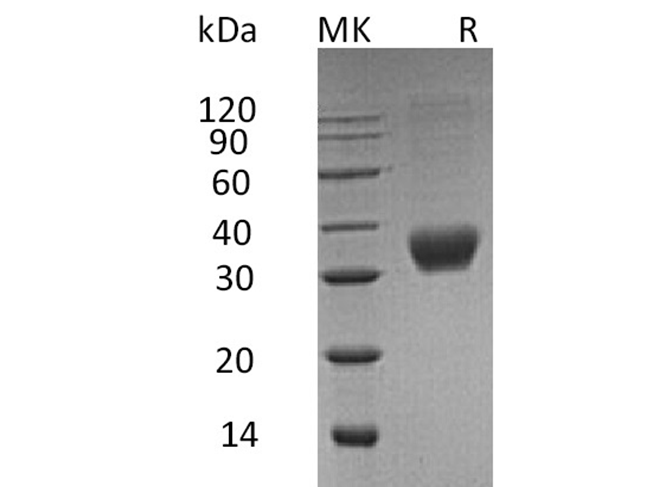 Валидация Elabscience PKSH033436(3758)