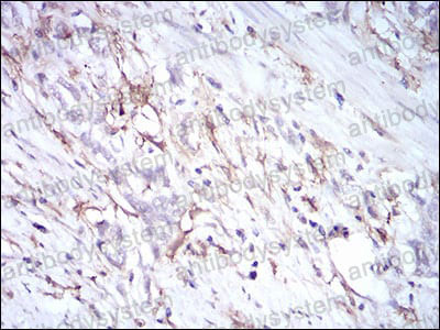 Валидация AntibodySystem RHC33705 (921)