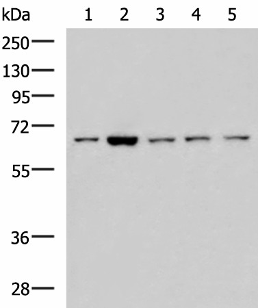 Валидация Elabscience E-AB-53245
