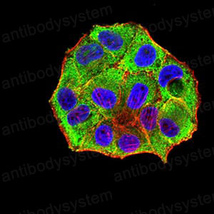 Валидация IF - AntibodySystem RHB21702 (116)