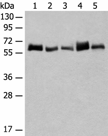 Валидация Elabscience E-AB-52648