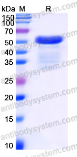 EHG12401, SDS-PAGE