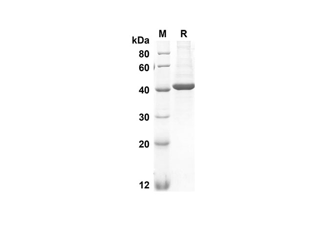 Валидация Elabscience PDMH100185(825)