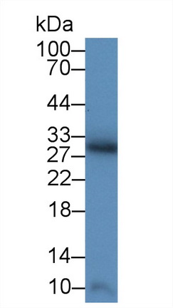 12929