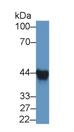 12619