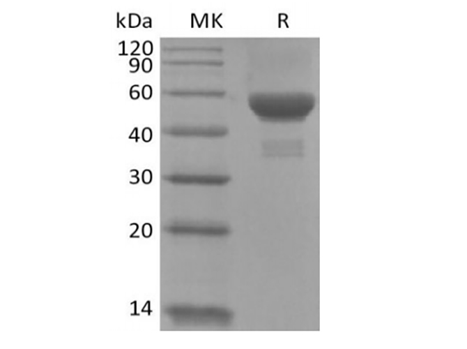 Валидация Elabscience PKSH033940(4169)