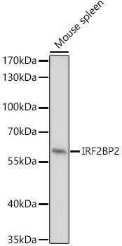 A17985, вестерн-блоттинг, лизат селезенки мыши (10748)